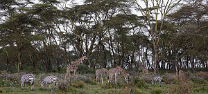 Lake Naivasha 3