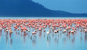 Lake Nakuru 3