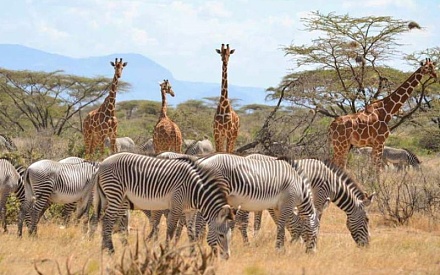 Samburu