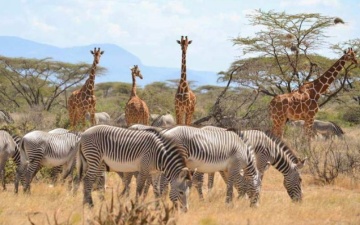 Samburu photo 1