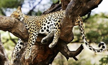 Tsavo West photo 2