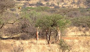 Samburu 3