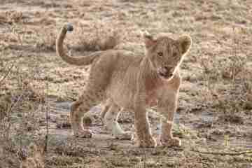 Serengeti photo 2