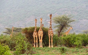 Samburu 2