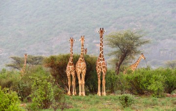 Samburu photo 2