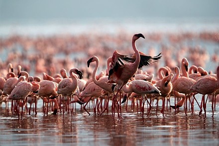 Lake Bogoria