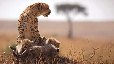 Masai Mara