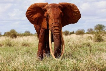 Tsavo East photo 1