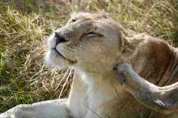 Serengeti photo 1