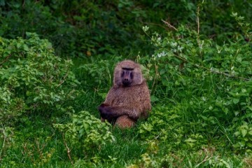 Aberdare photo 2
