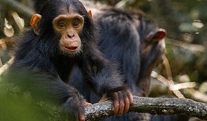 Ol Pejeta 3