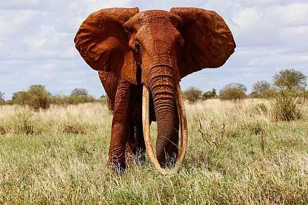 Tsavo East