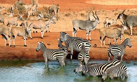 Tsavo West