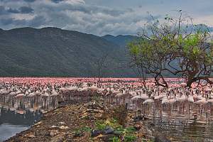 Lake Bogoria 3