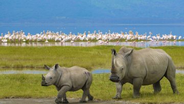 Lake Nakuru photo 2