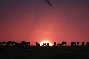 Masai Mara 2