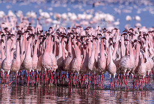 Lake Bogoria 2