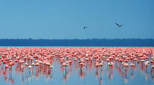 Lake Nakuru 4