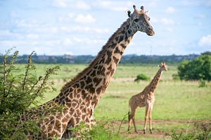 Masai Mara 3
