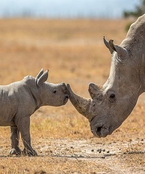 Ol Pejeta 4