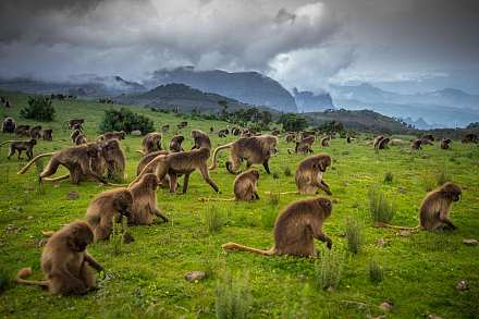 Simien