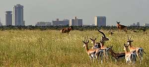 Nairobi National Park 4