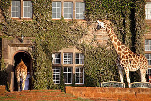 Giraffe Centre 3