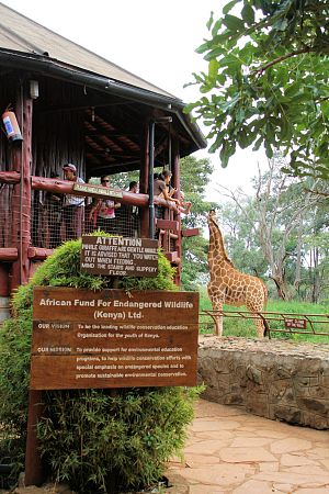 Giraffe Centre 5