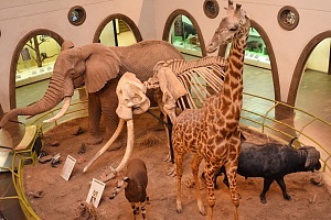 Nairobi National Museum 3