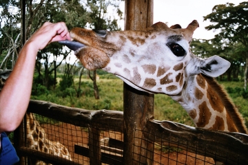 Giraffe Centre photo 2