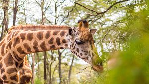 Giraffe Centre 4