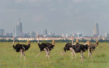 Nairobi National Park photo 1
