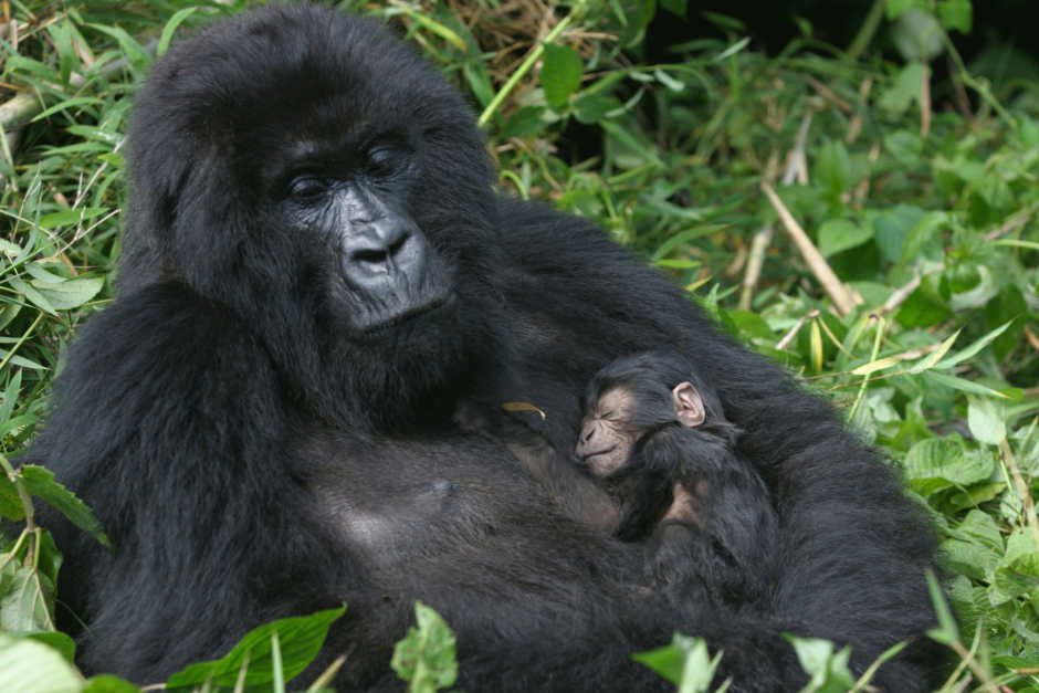Main photo of Rwanda
