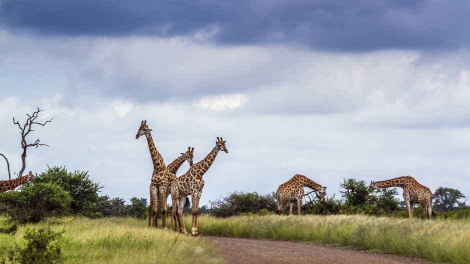 Main photo of Zimbabwe