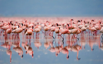 Lake Manyara photo 1