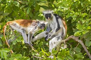 桑给巴尔 3