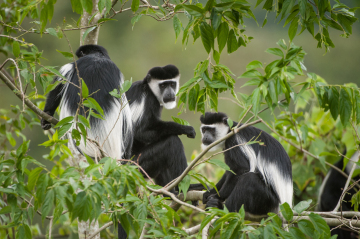 Arusha National Park photo 1