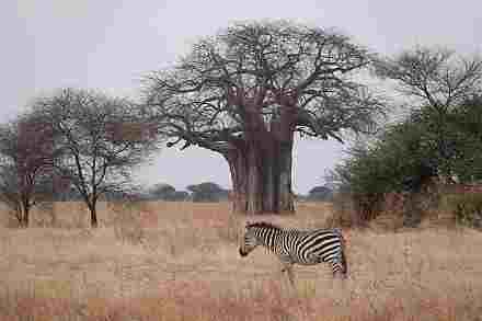 Tarangire