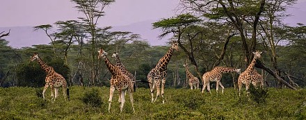 Arusha