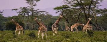 Arusha photo 1