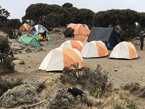 乞力马扎罗山 5