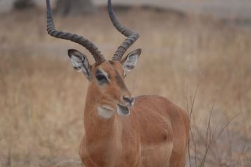 Tarangire photo 2
