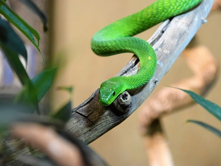 Meserani Snake Park
