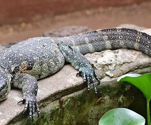 Meserani Snake Park 4