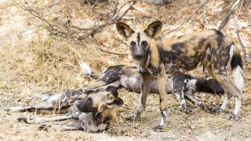 Mkomazi National Park photo 1