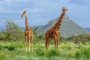 Mkomazi National Park photo 2