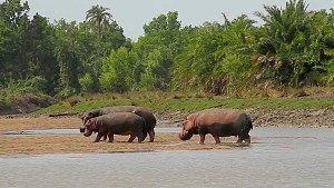 萨纳内岛国家公园 2
