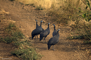 Mago National Park 4