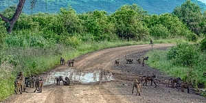 Mago National Park 2