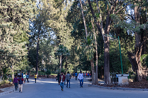 Addis Ababa University 4
